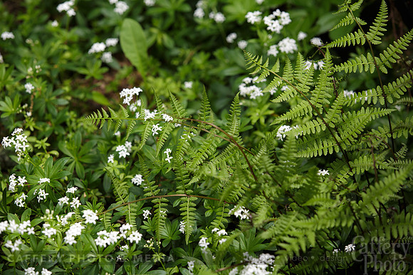 010CafferyPhoto-9367