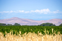 CafferyPhoto-2147