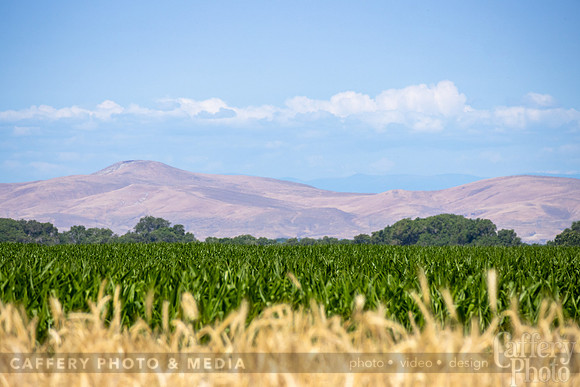 CafferyPhoto-2147