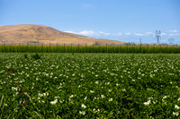 CafferyPhoto-2166