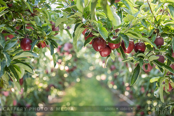 CafferyPhoto-7743