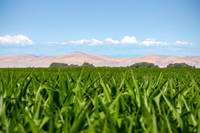 CafferyPhoto-2132