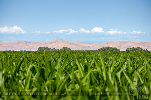CafferyPhoto-2132