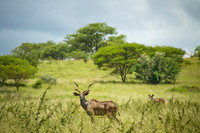 Africa