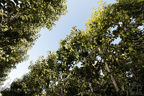 CafferyPhoto-8016